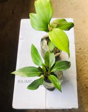 Cinnamon Seedling Moq5 - thumbnail 2