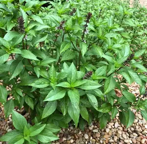 Cinnamon Seedling Moq5