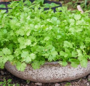 Chervil Seedling Moq 15 - thumbnail 2