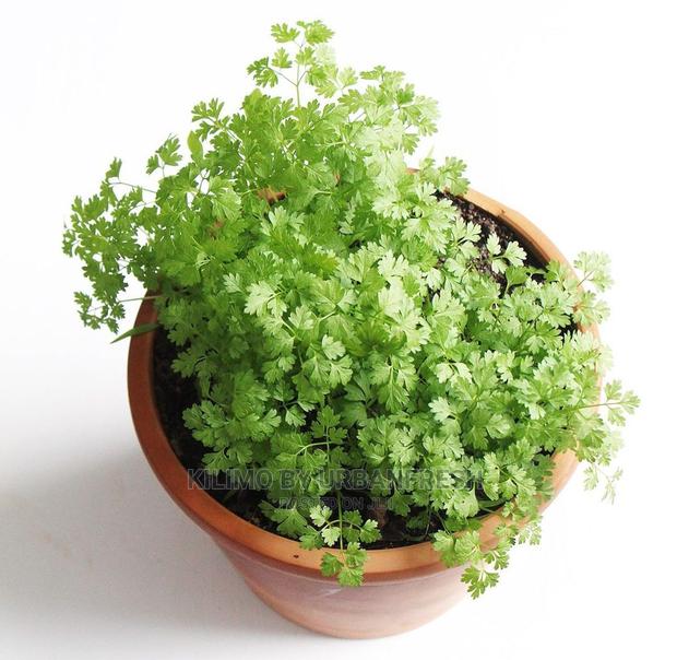 Chervil Seedling Moq 15 - thumbnail 3