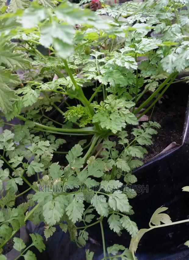 Chervil Seedling Moq 15 - thumbnail 4