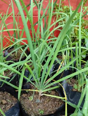 Chive Garlic Seedling Moq 15 - thumbnail 2