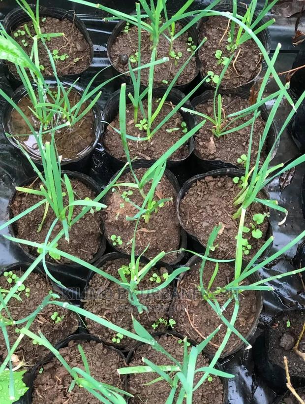 Chive Garlic Seedling Moq 15 - thumbnail 3