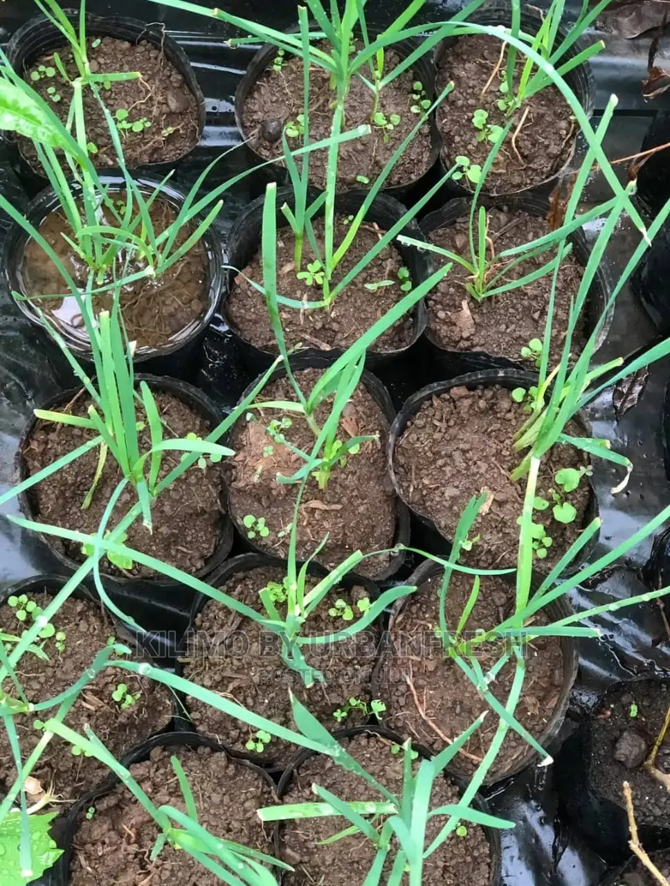 Chive Garlic Seedling Moq 15