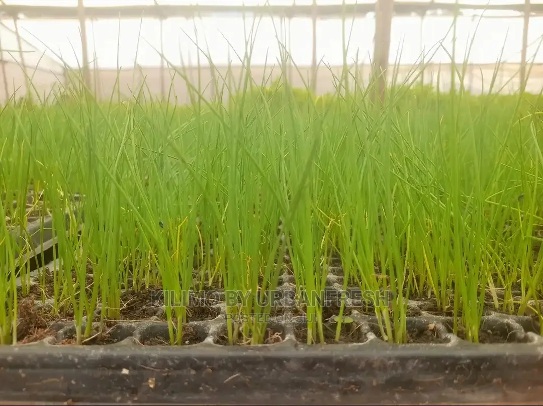 Chive Praque Seedling Moq 15
