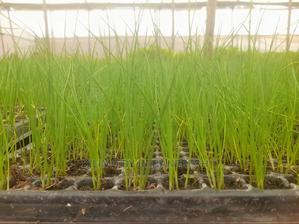 Chive Praque Seedling Moq 15 - thumbnail 2