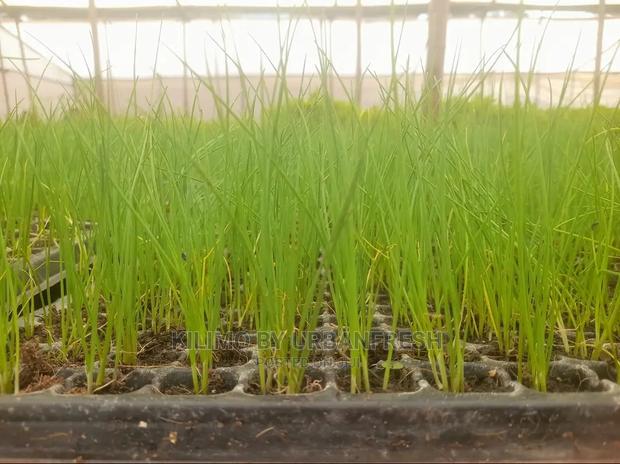 Chive Praque Seedling Moq 15 - main view