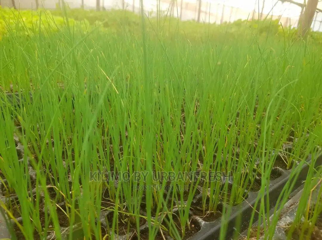 Chive Praque Seedling Moq 15