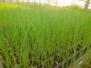 Chive Praque Seedling Moq 15