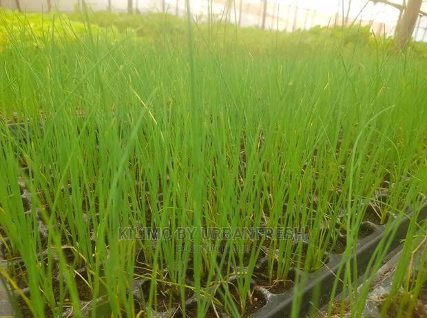 Chive Praque Seedling Moq 15 - thumbnail 3