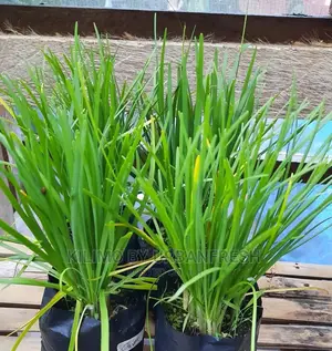 Chive Spike Seedling Moq 15