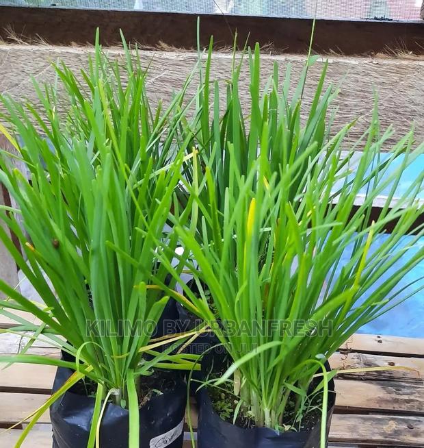 Chive Spike Seedling Moq 15 - main view
