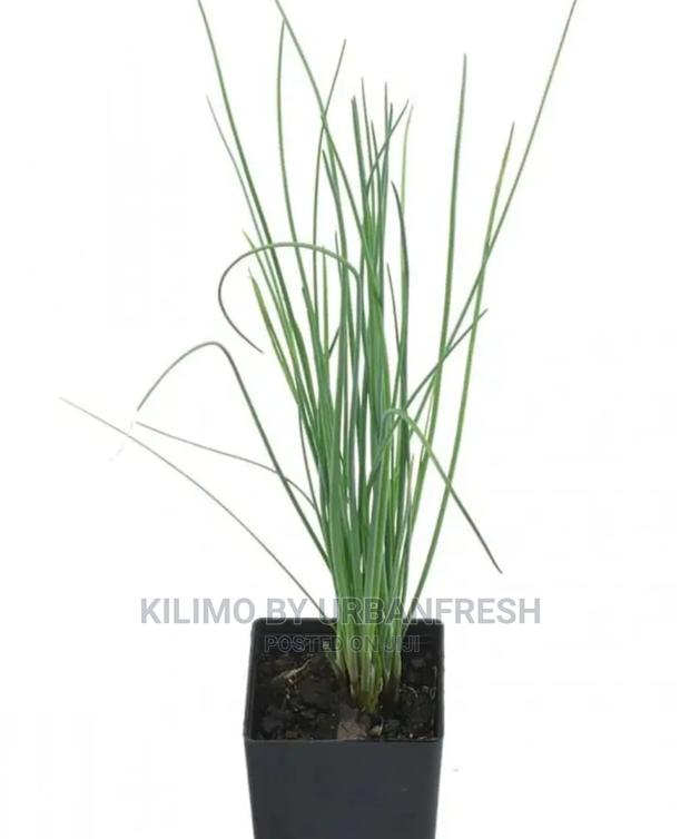 Chive Spike Seedling Moq 15 - thumbnail 3