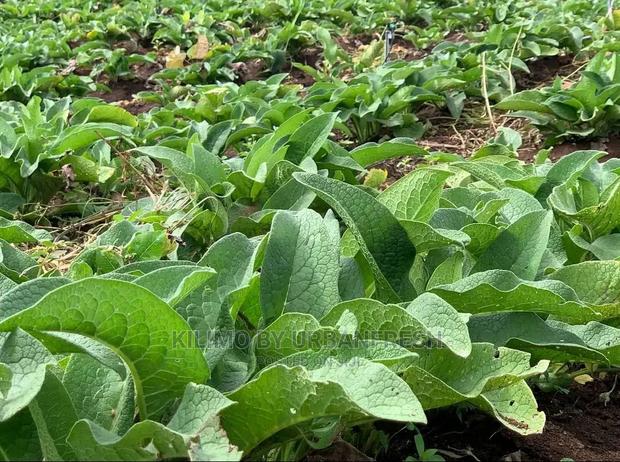 Comfrey Seedling Boking 4 Cultivator Minimum Per Order : 20 Seedlings. - main view