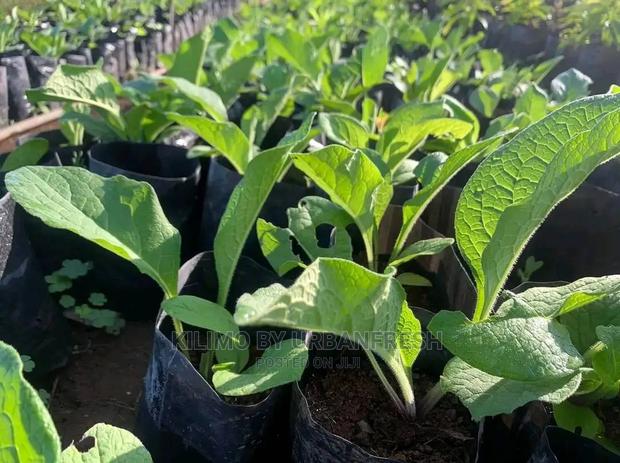 Comfrey Seedling Boking 4 Cultivator Minimum Per Order : 20 Seedlings. - thumbnail 3