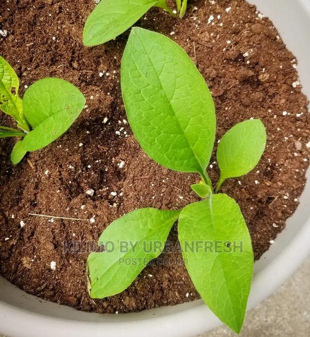 Comfrey Seedling Boking 4 Cultivator Minimum Per Order : 20 Seedlings. - thumbnail 4