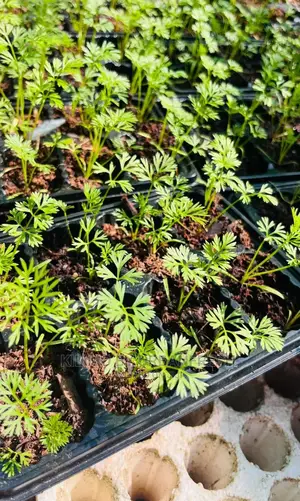 Coriander /Dhania Seedling( Seeds) Moq 5