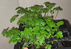 Coriander /Dhania Seedling( Seeds) Moq 5