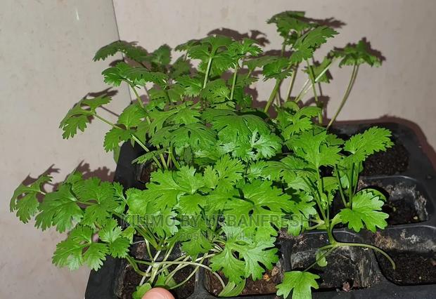 Coriander /Dhania Seedling( Seeds) Moq 5 - thumbnail 2