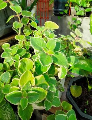 Cuban Oregano Seedling Moq 5 - thumbnail 2