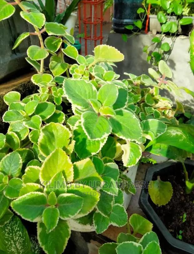 Cuban Oregano Seedling Moq 5 - main view