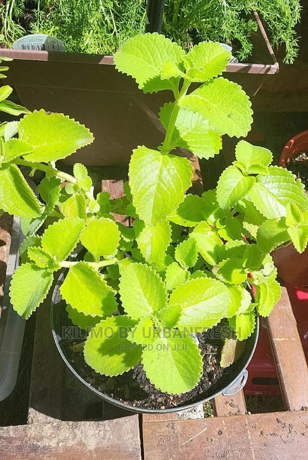 Cuban Oregano Seedling Moq 5 - thumbnail 3