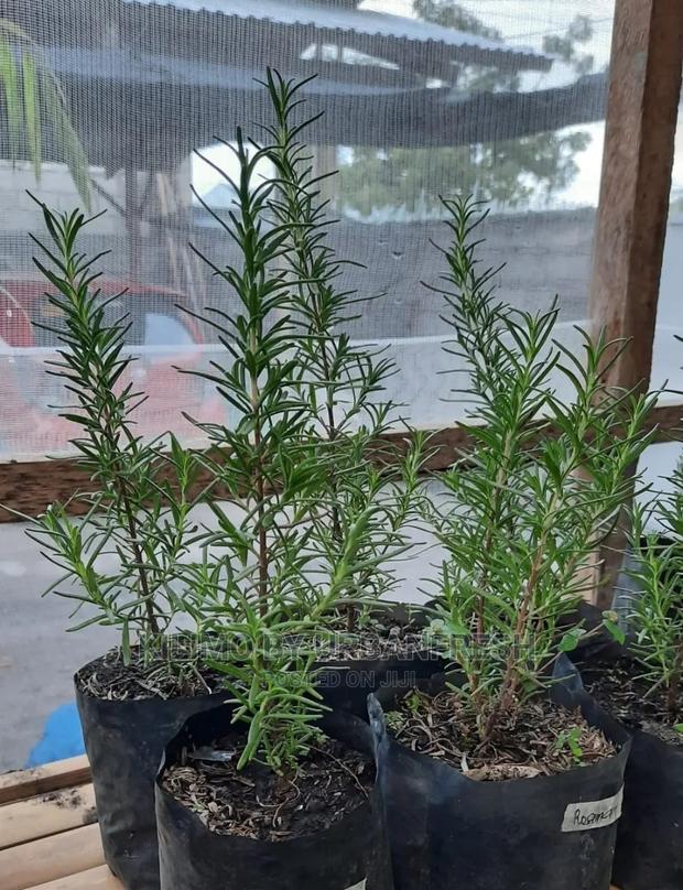 Rosemary Seedling Moq 10 - main view