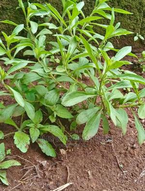 Stevia Seedling Moq 20. - thumbnail 2