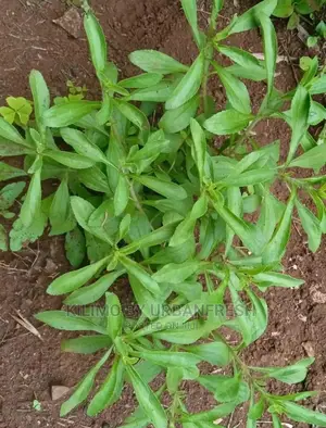 Stevia Seedling Moq 20.