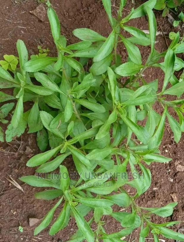 Stevia Seedling Moq 20. - thumbnail 3