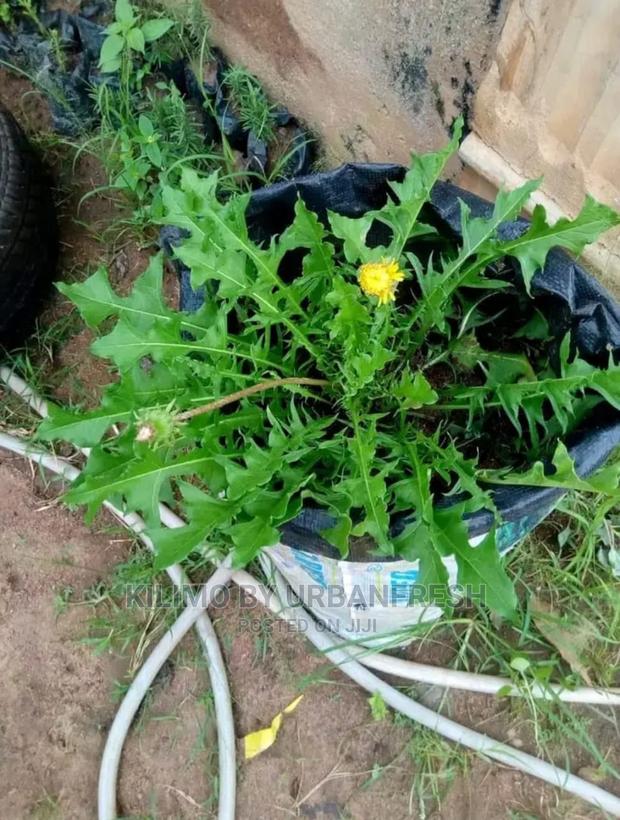 Dandelion Seedling Moq 10 - main view