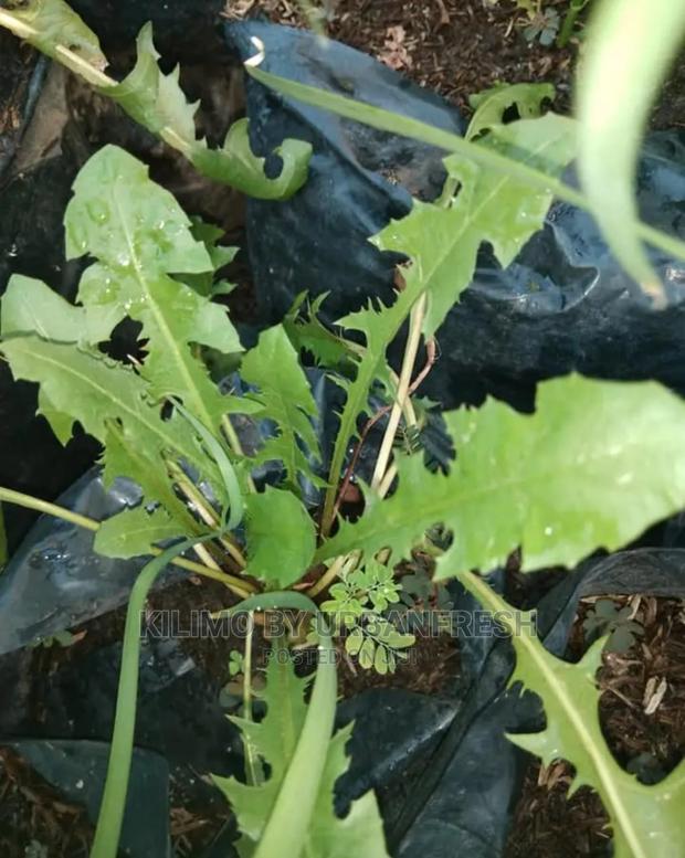 Dandelion Seedling Moq 10 - thumbnail 3