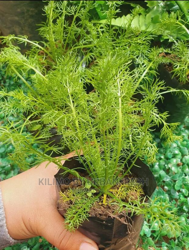 Chamomile Seedling Moq 10 - main view