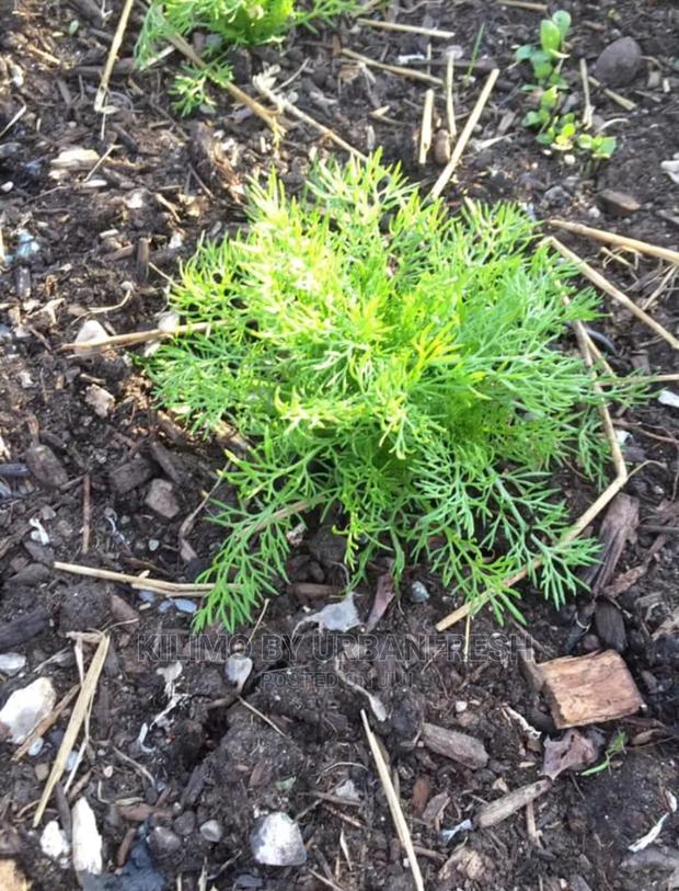 Chamomile Seedling Moq 10 - thumbnail 3