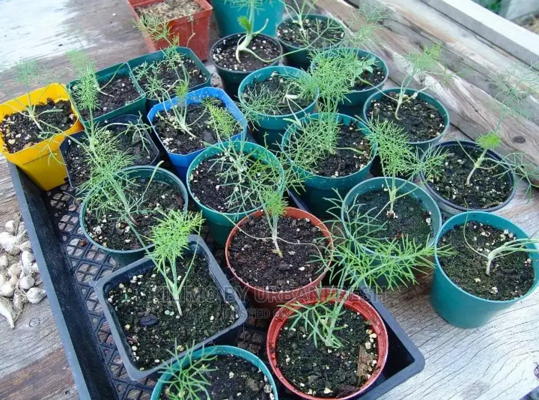 Fennel Seedling Moq 10
