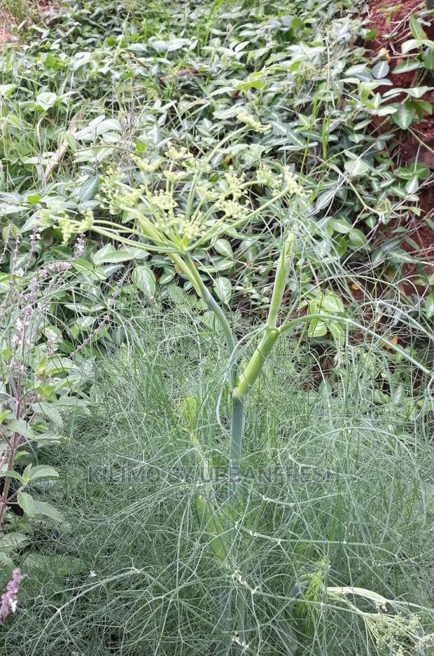 Fennel Seedling Moq 10 - thumbnail 3