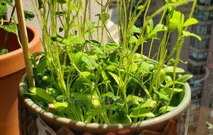 Fenu Greek Seedling Moq 10. - thumbnail 2