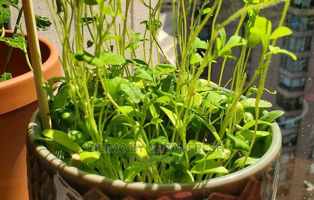 Fenu Greek Seedling Moq 10. - main view