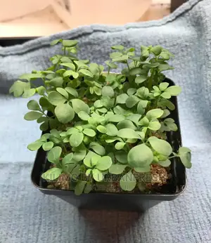 Garden Rue Seedling Moq 5