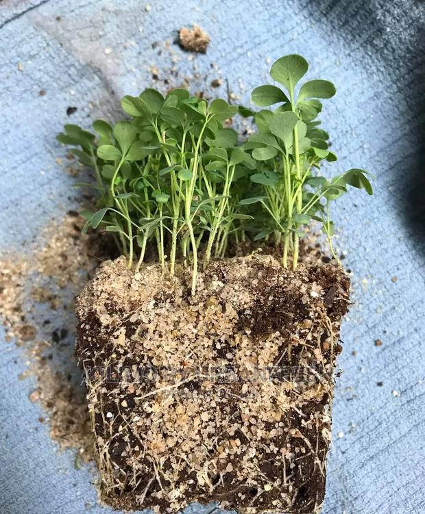 Garden Rue Seedling Moq 5 - thumbnail 3