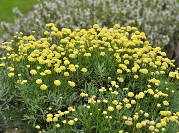 Lavender Cotton Moq 5 - main view