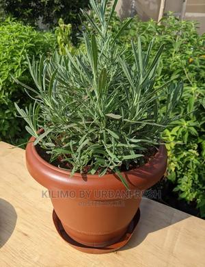 Lavender English Seedling Moq 10 - thumbnail 2