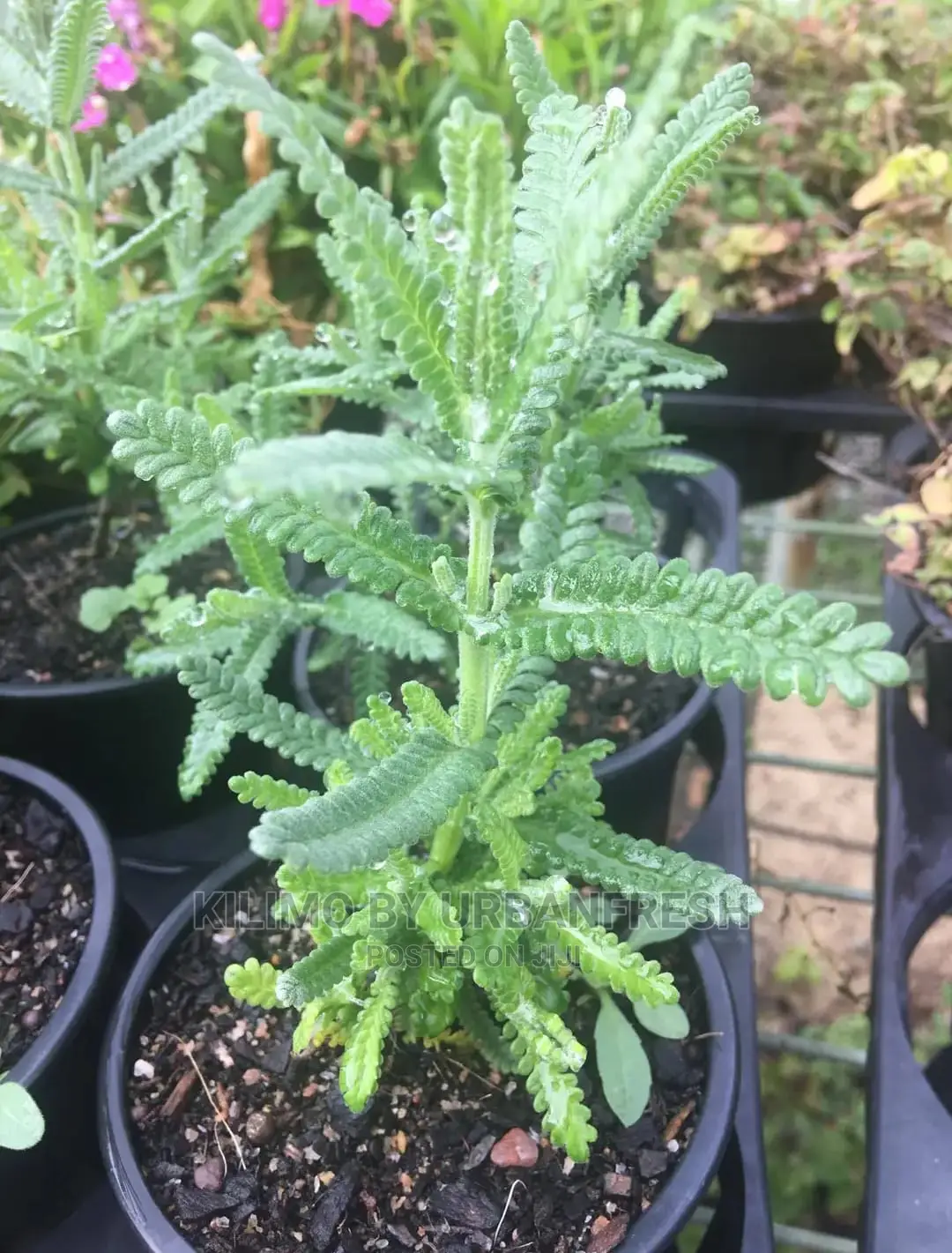 Lavender French Seedling Moq 10.