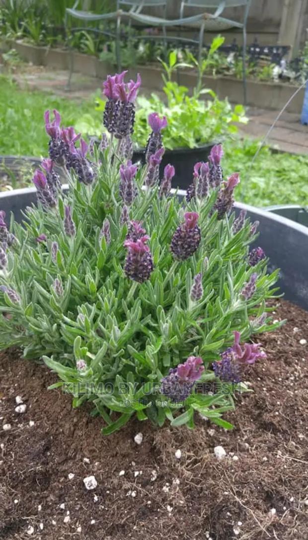 Lavender Spanish Seedling Moq 5 - main view