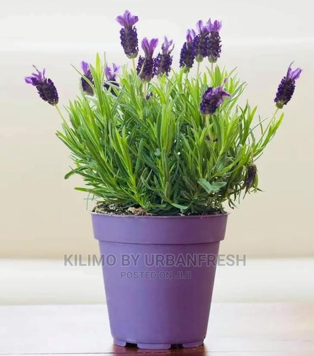 Lavender Spanish Seedling Moq 5 - thumbnail 3