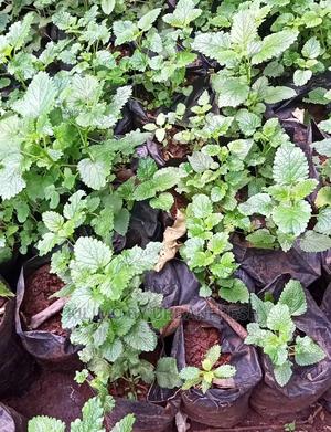 Lemon Balm Seedling Moq 20 - thumbnail 2