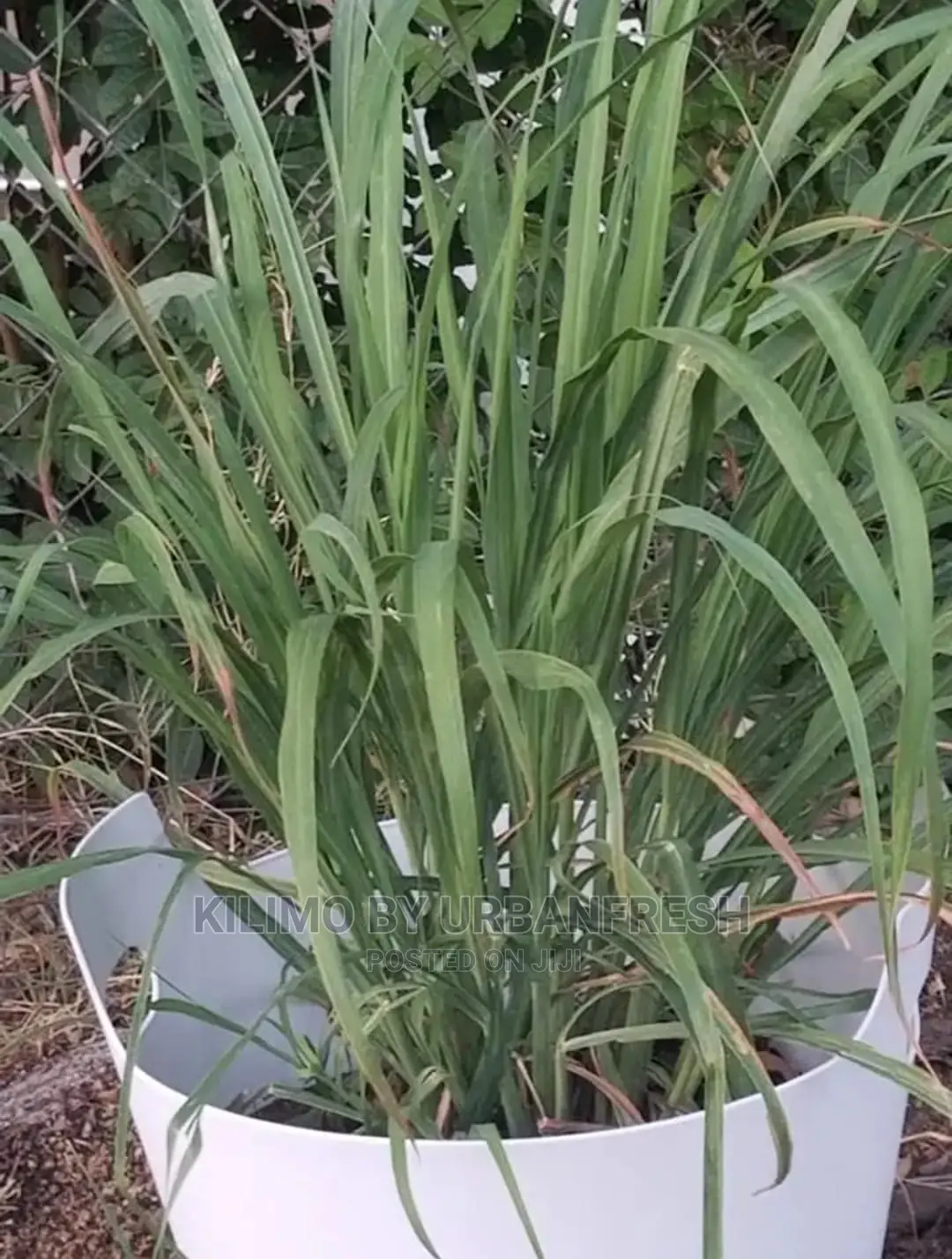 Lemon Grass Seedling Moq 5
