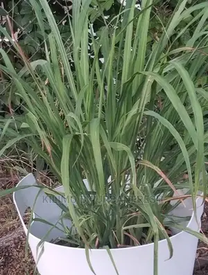 Lemon Grass Seedling Moq 5