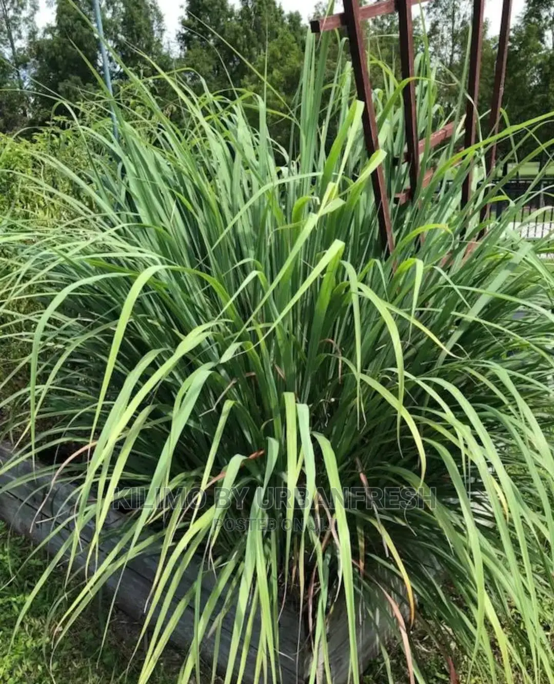 Lemon Grass Seedling Moq 5