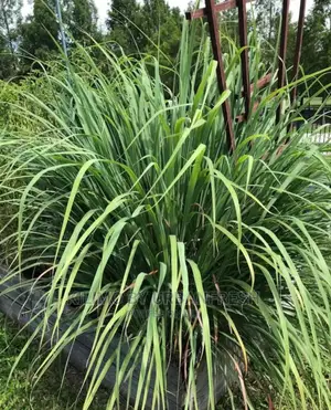 Lemon Grass Seedling Moq 5